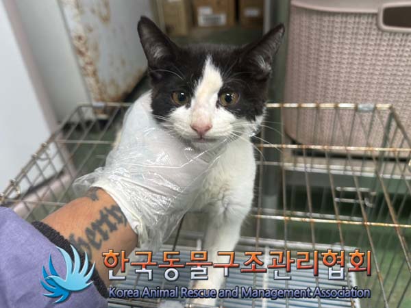 한국 고양이 이미지 파일 입니다.
